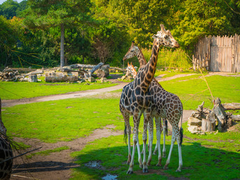 Leipzig-Tiere-Sensationen - 2 Tage inklusive Zoo-Besuch 