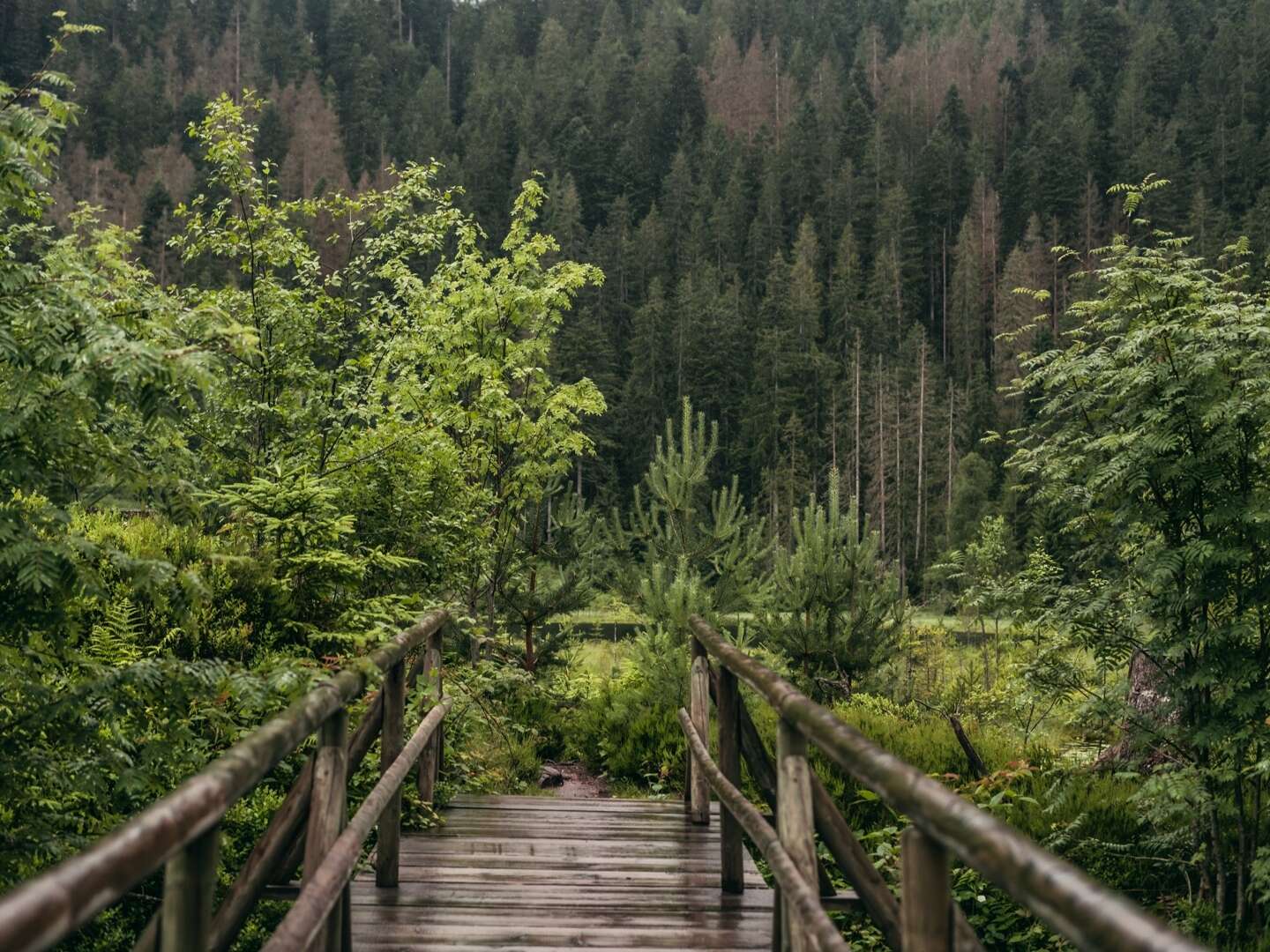 Himmlisches Wandern in Baiersbronn  Haus Emersbach