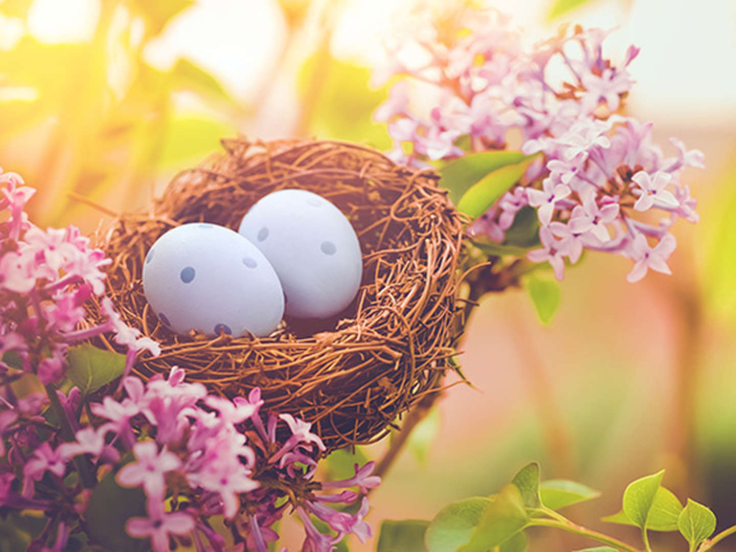 Ostern in der Eifel, im Waldhotel Kurfürst heißt das Schlemmen, Natur und Wellness 