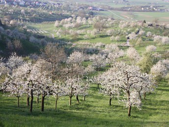 Stop & Go in Herrenberg bei Stuttgart