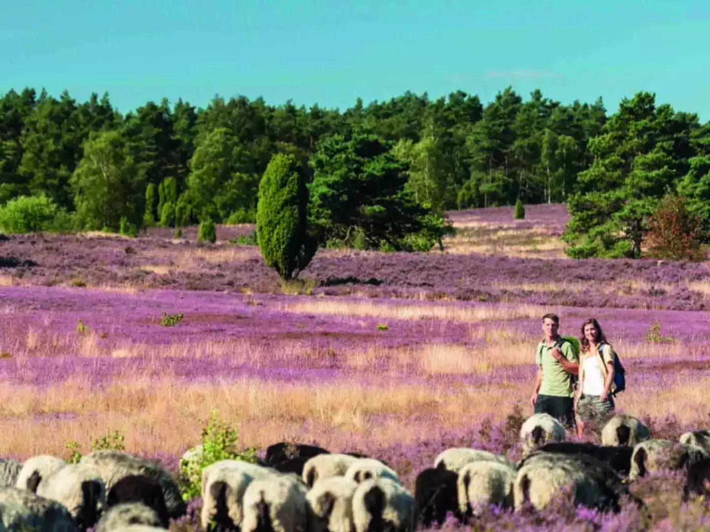 Schönes Land in Sicht! in der Lüneburger Heide inkl. Halbpension