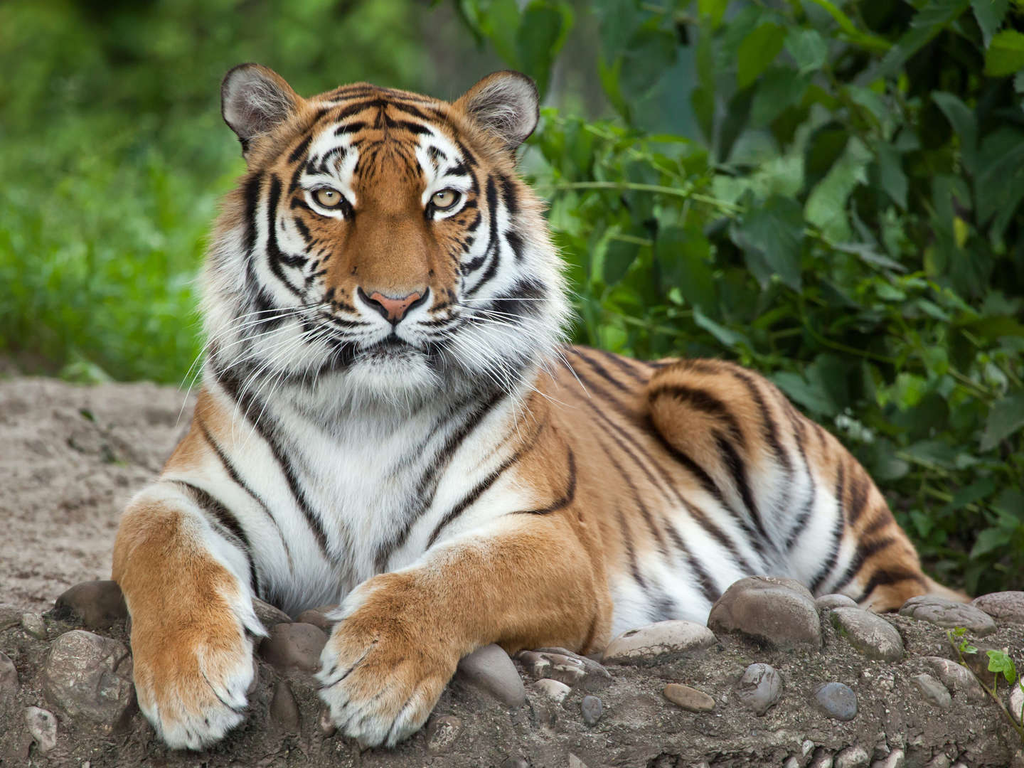 Tierische Auszeit in Hannover: 2 Nächte mit Zoo-Highlights