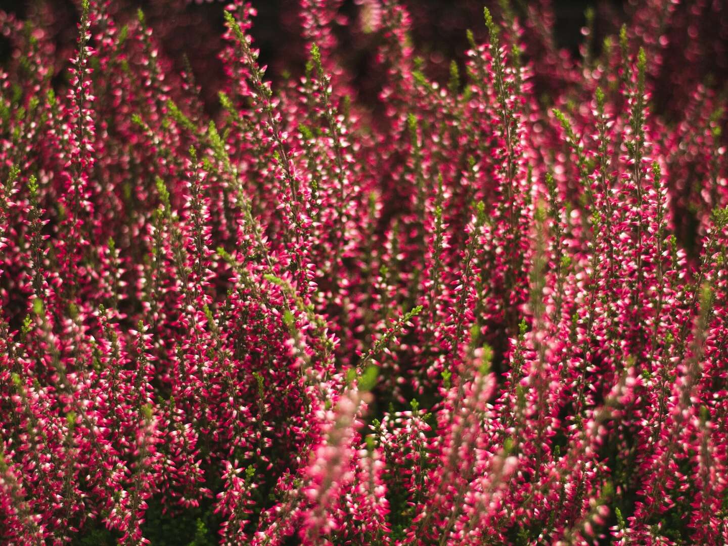 Sunday-Special - Kleine Luxusauszeit am Rande der Lüneburger Heide