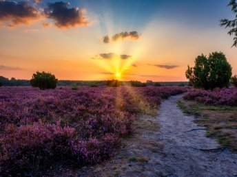 Heideschleifen Wandern- 2 Tage in der Lüneburger Heide 