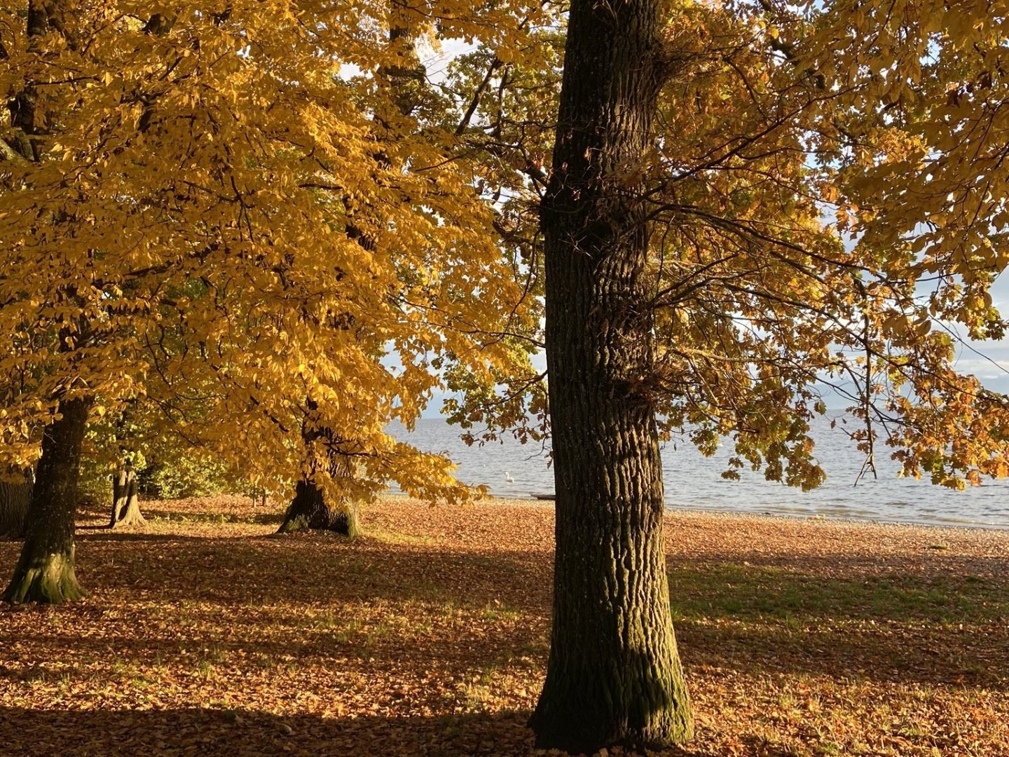 Romantik am Bodensee