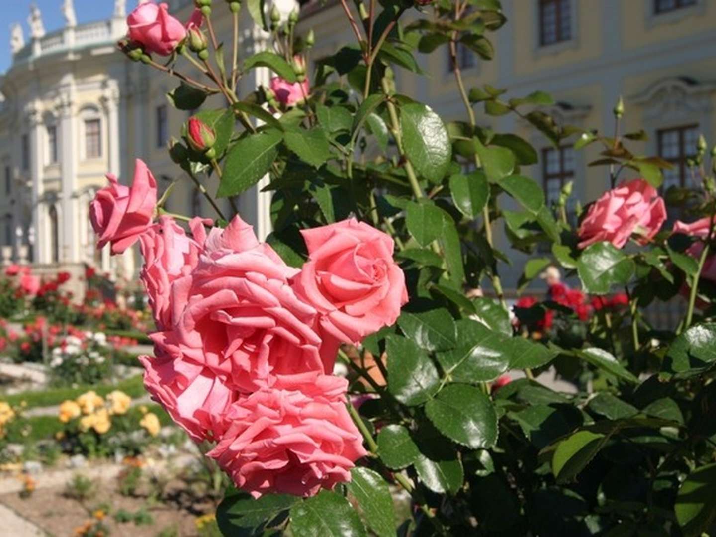 Goldener Kürbis-Herbst in Ludwigsburg