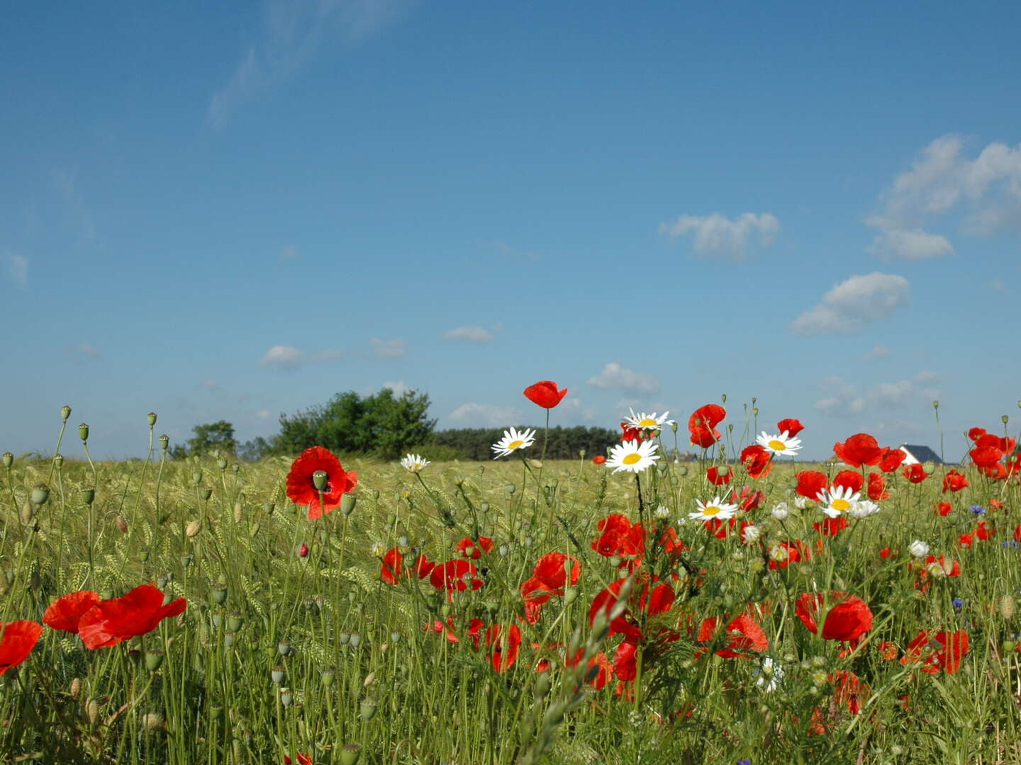 Usedom erleben - Erholung an erster Stelle