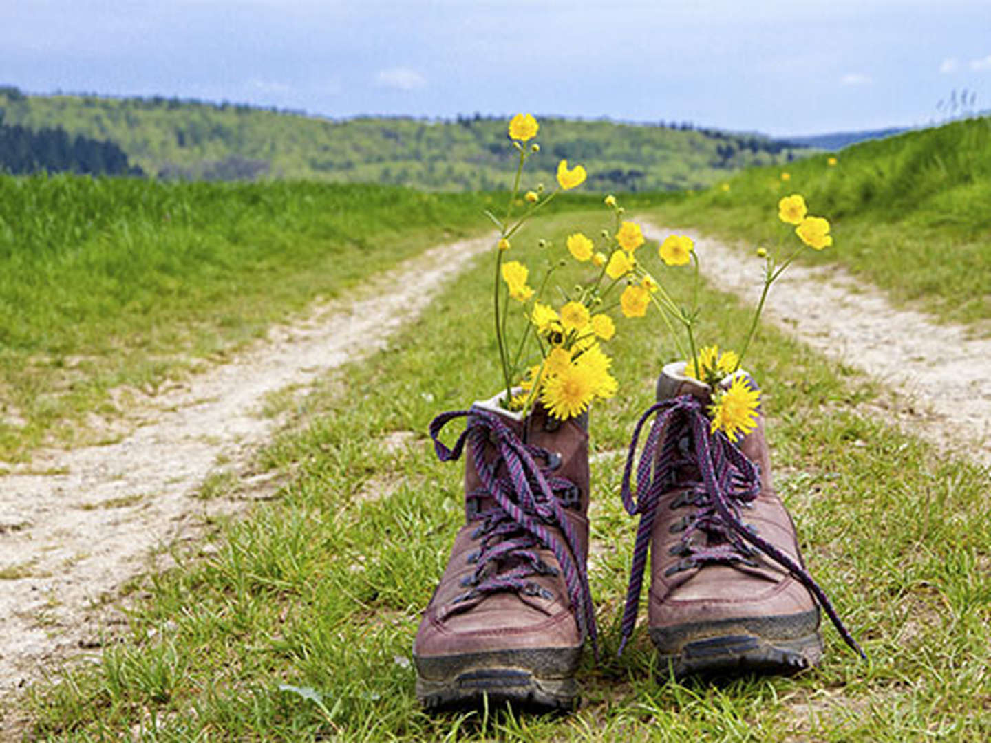 Wald und Wiesenpicknick im Harz