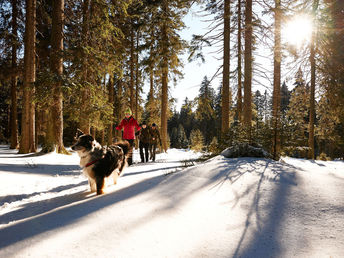 Baumwipfelpfad im Bayerischen Wald erklimmen inkl. Halbpension | 5 Tage