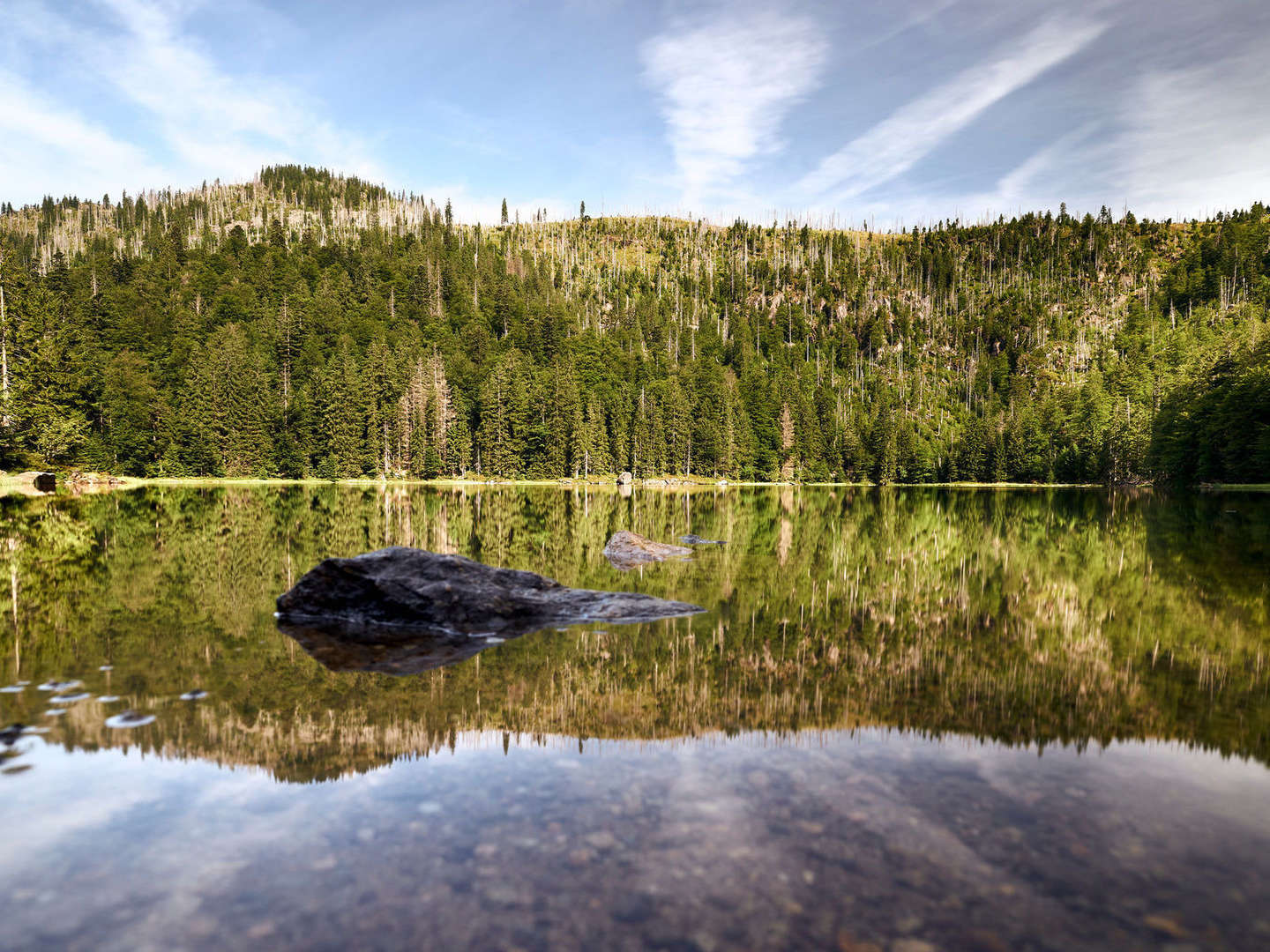 Baumwipfelpfad im Bayerischen Wald erklimmen inkl. Halbpension | 5 Tage