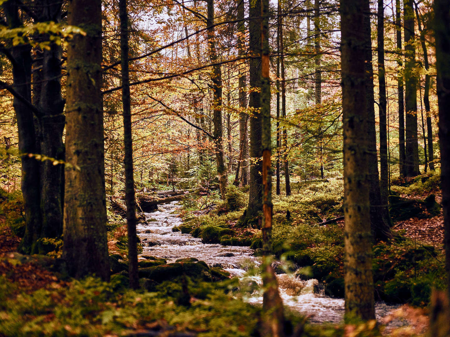 Baumwipfelpfad im Bayerischen Wald erklimmen inkl. Halbpension | 5 Tage