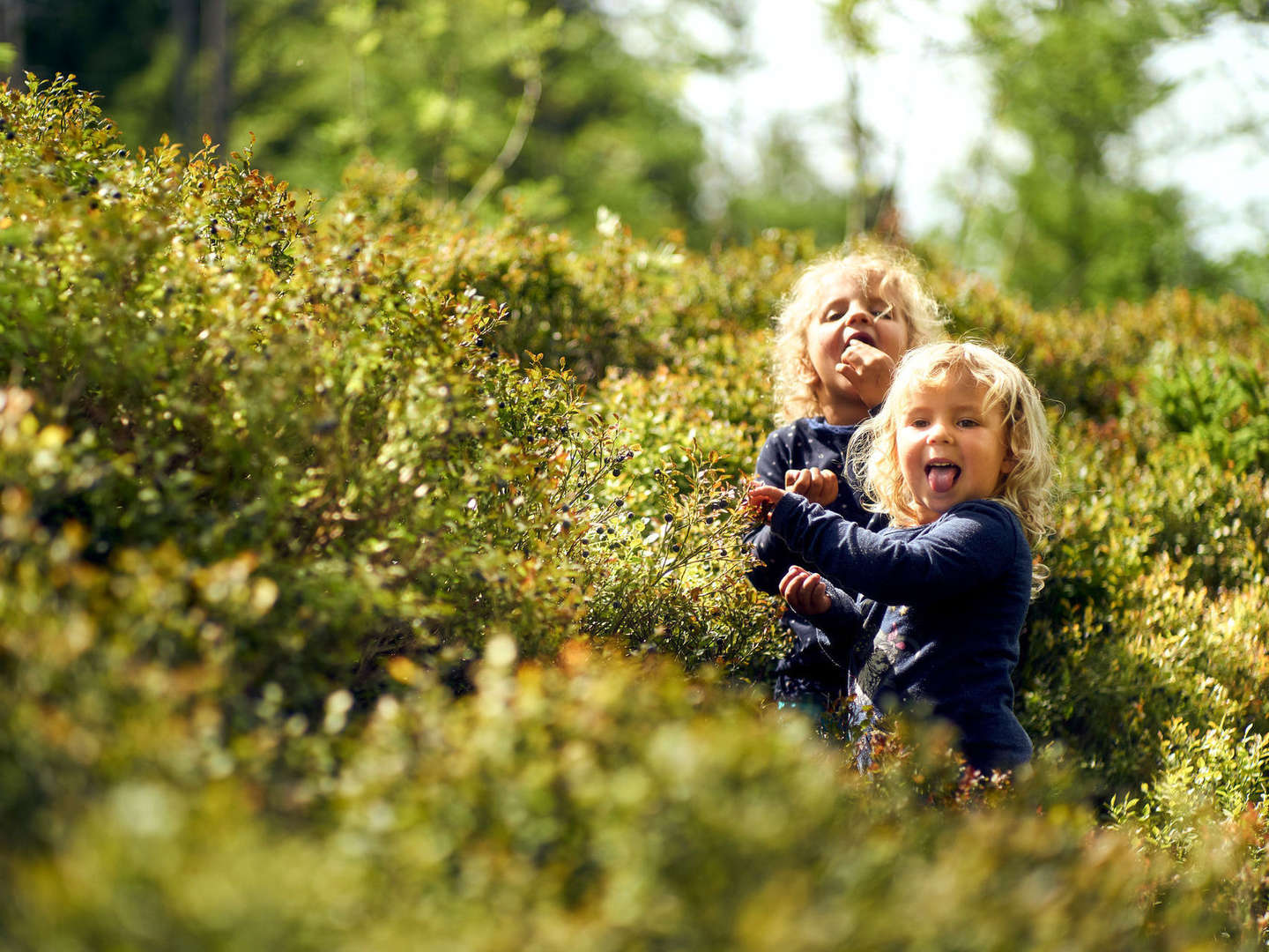 Baumwipfelpfad im Bayerischen Wald erklimmen inkl. Halbpension | 5 Tage