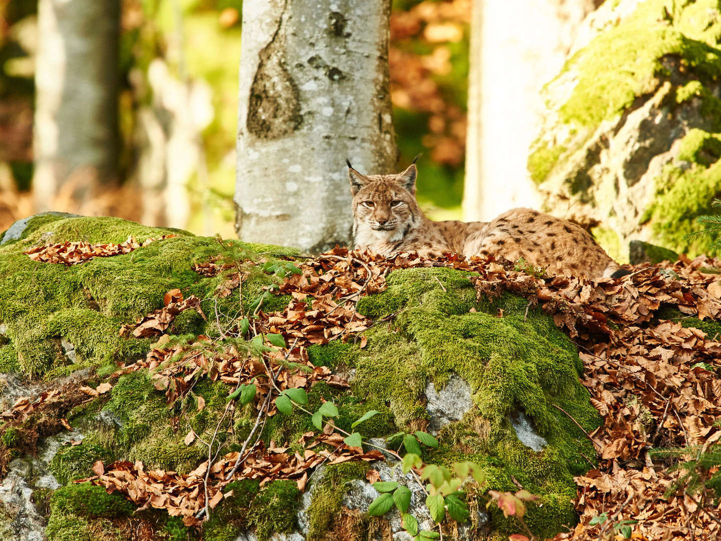 Baumwipfelpfad im Bayerischen Wald erklimmen inkl. Halbpension | 5 Tage