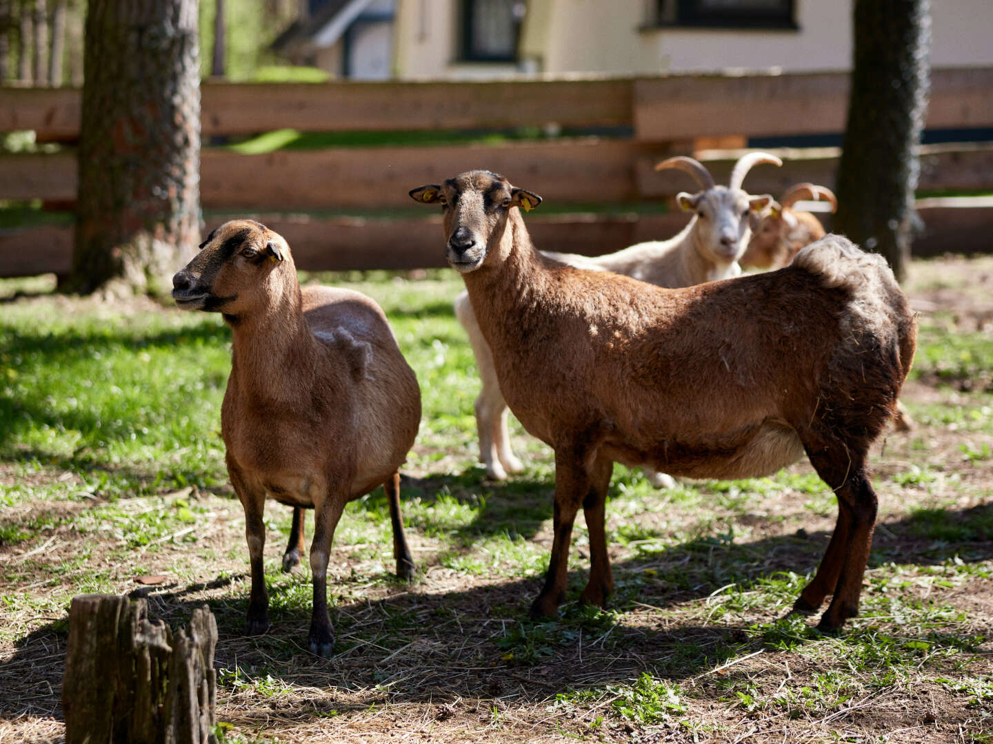 Wunschlos glücklich in der Mecklenburger Seenplatte 