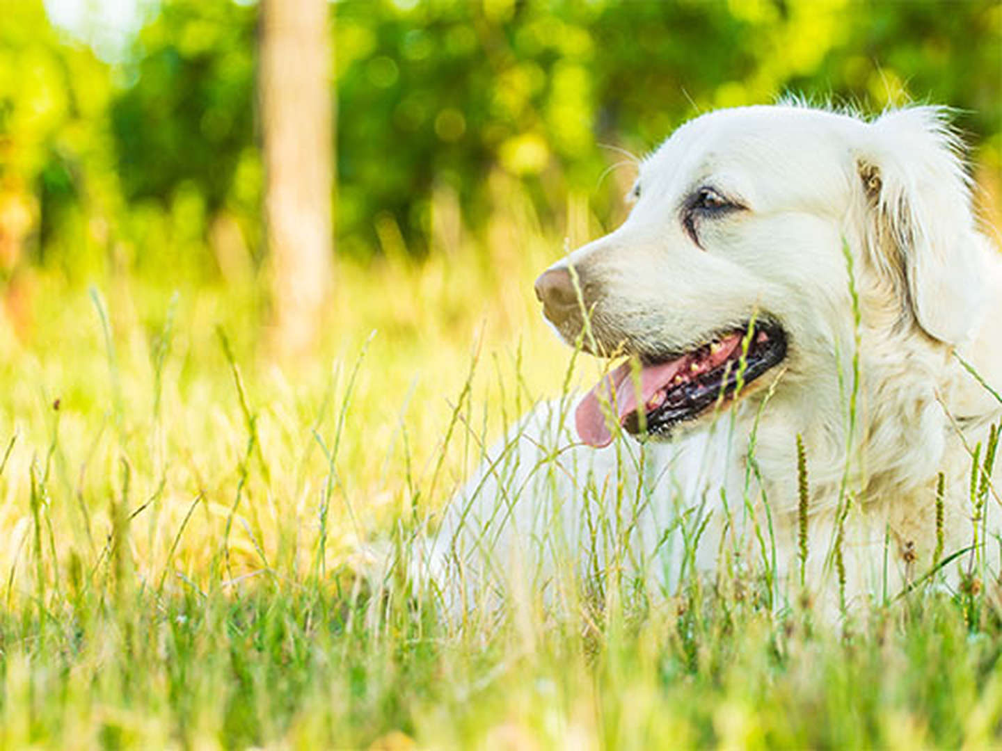 4 Tage Urlaub mit Hund im Waldhotel Silbermühle - Komfort im Naturpark - tgl. Lunch Paket &  Dinner