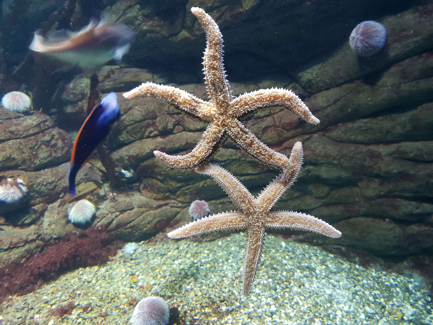 Findet Heri im Ozeaneum Stralsund