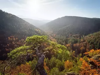 8 Tage Kurzurlaub im Harz  