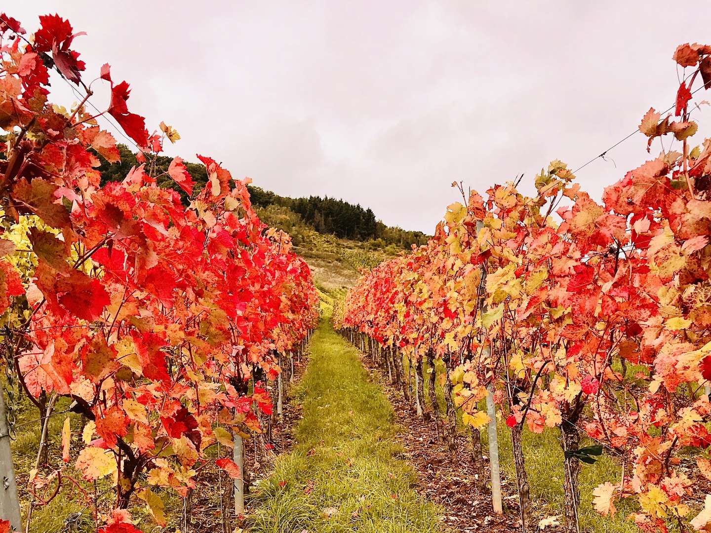 Verwöhnwochenende an der Mosel inklusive Menü und Weinbegleitung  