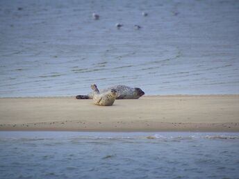 Friesendeal an der Nordsee