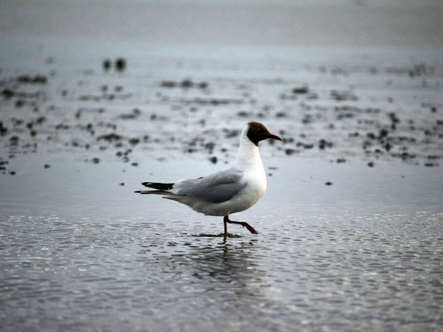 Friesendeal an der Nordsee