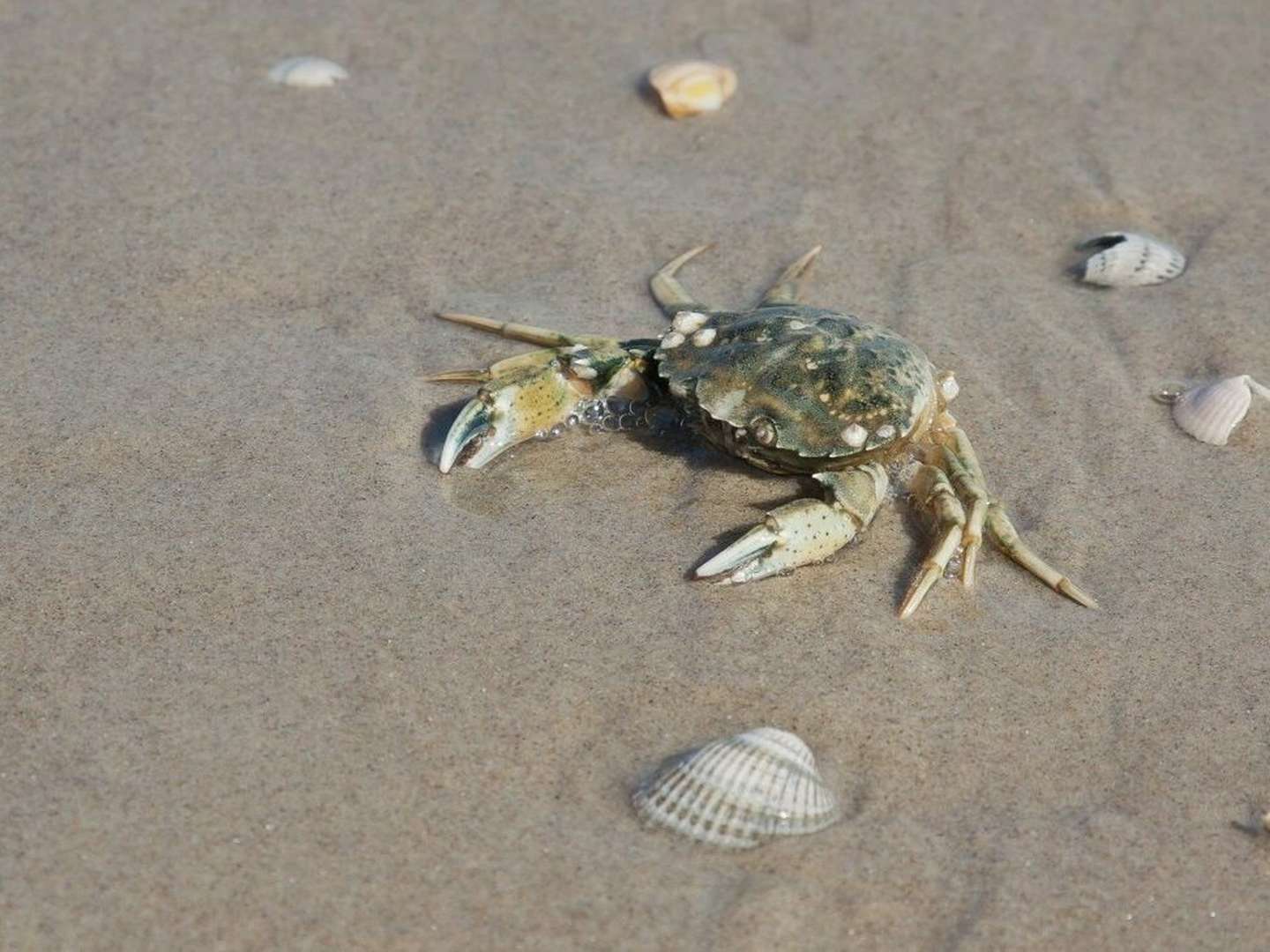 Friesendeal an der Nordsee