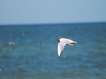 Usedom, Neujahr am Meer (2 Nächte)  