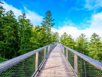 4 Tage Natur pur im schönen Schwarzwald mit Baumwipfelpfad