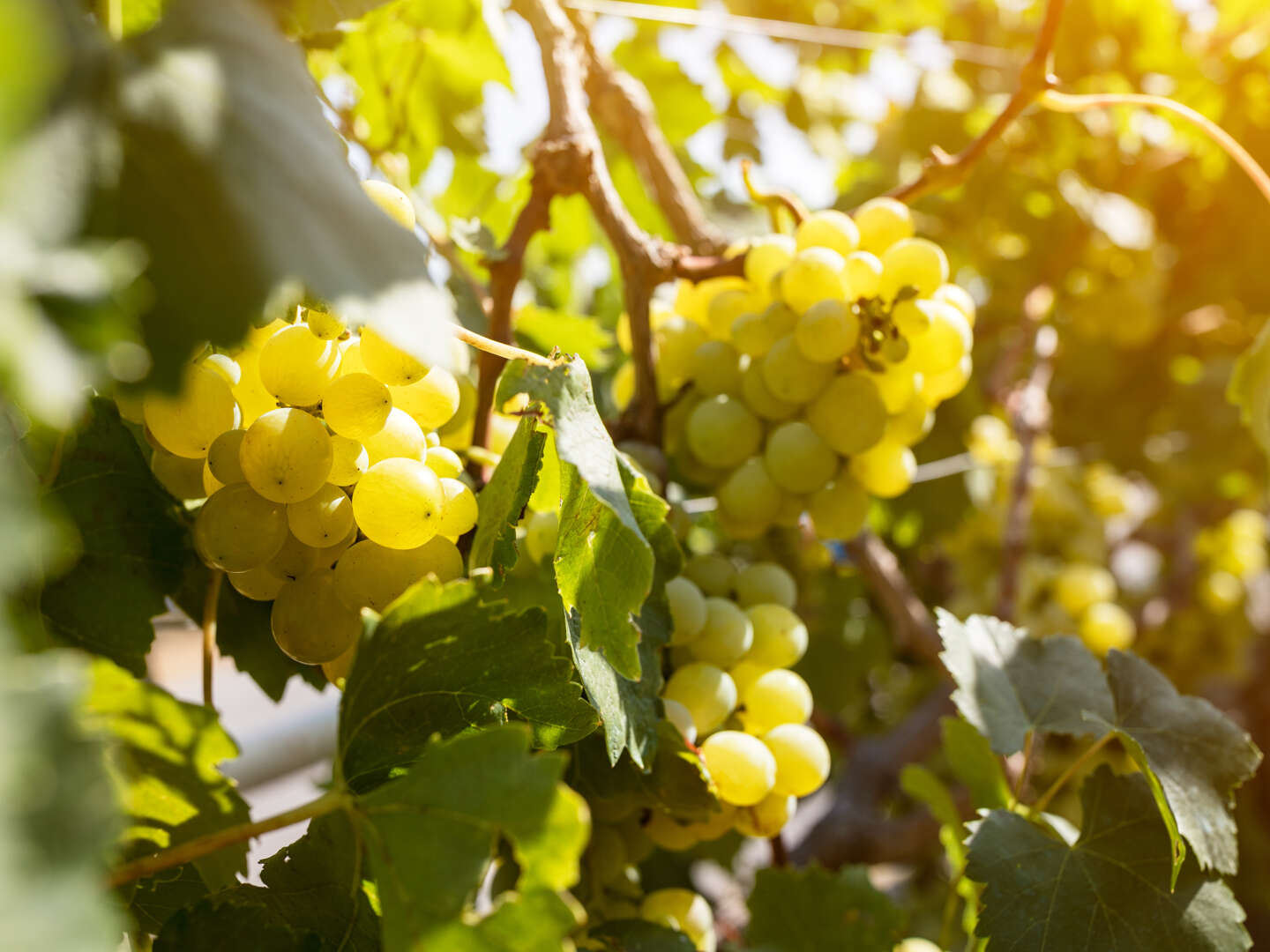 5=4  Sparangebot in herrlicher Natur rund um die Weinberge