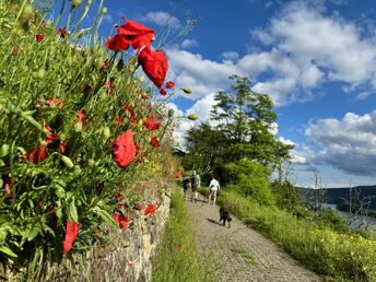 2 Tage Last Minute im Rheingau - Wandern inmitten schönster Natur