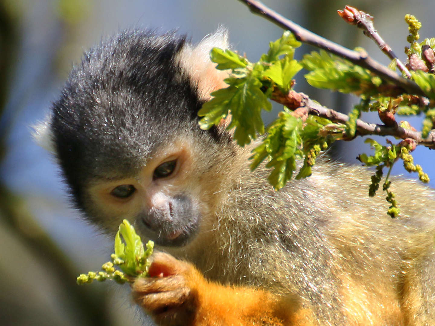 Tiergarten Familienarrangement für 2 Erw. & 1 Kind bis 13 Jahre 2 Übernachtungen