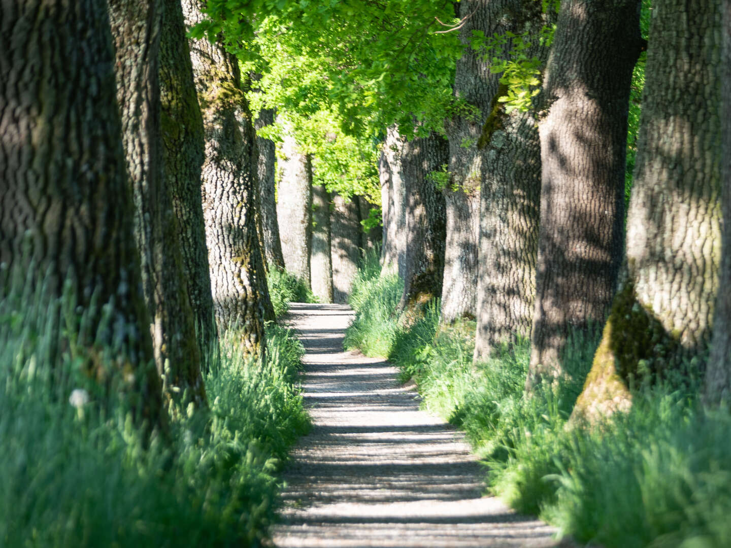 Wanderglück in Bayern - Freifahrt auf´s Hörnle