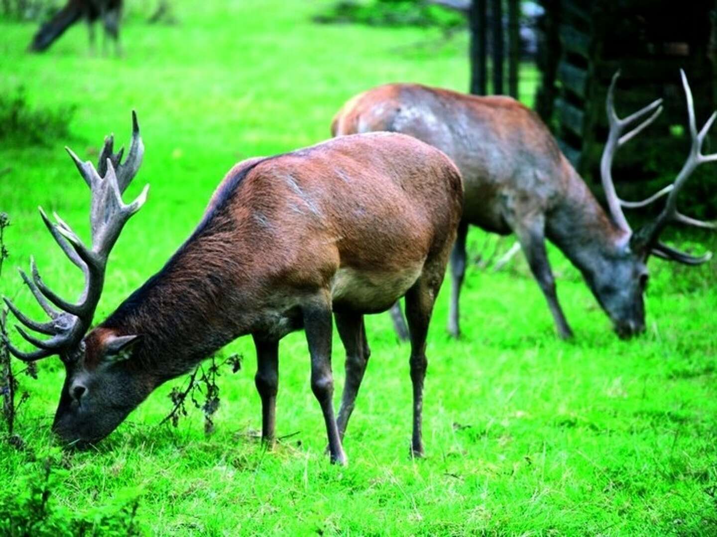 Wildwochen - Kulinarisches Arrangement Spessart