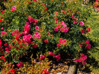 Rhododendronblüte erleben