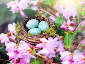 Ostern in Bonn - Magischer Frühlingszauber zur Kirschblütenzeit | 3 Tage