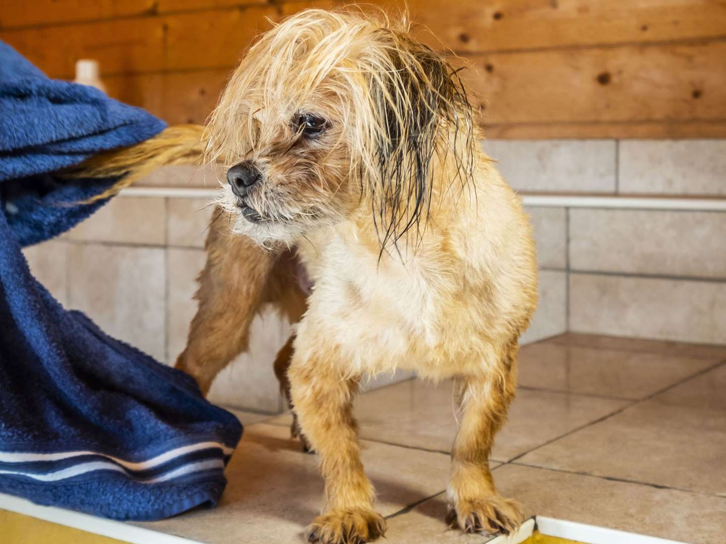 Kurze Auszeit mit Hund an der Nordsee inkl. 1x Abendessen| 3 Tage 