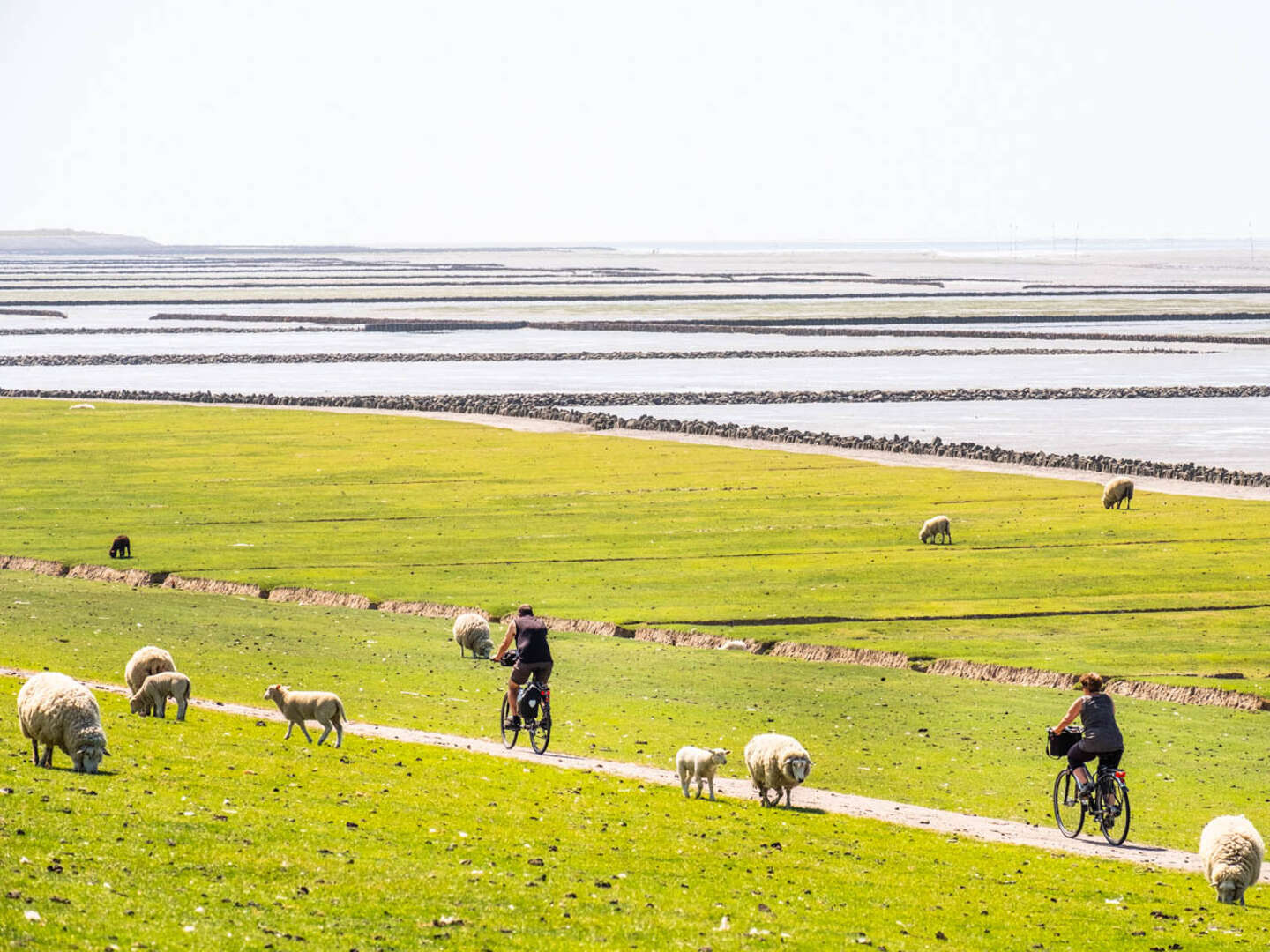 Kurze Auszeit mit Hund an der Nordsee inkl. 1x Abendessen| 3 Tage 