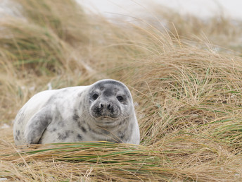 Auszeit in Büsüm an der Nordsee  | 3 Tage