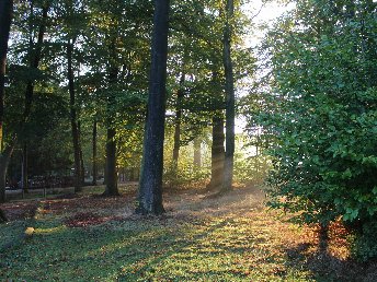 Ein Sonntag im Wald - Entspannung pur