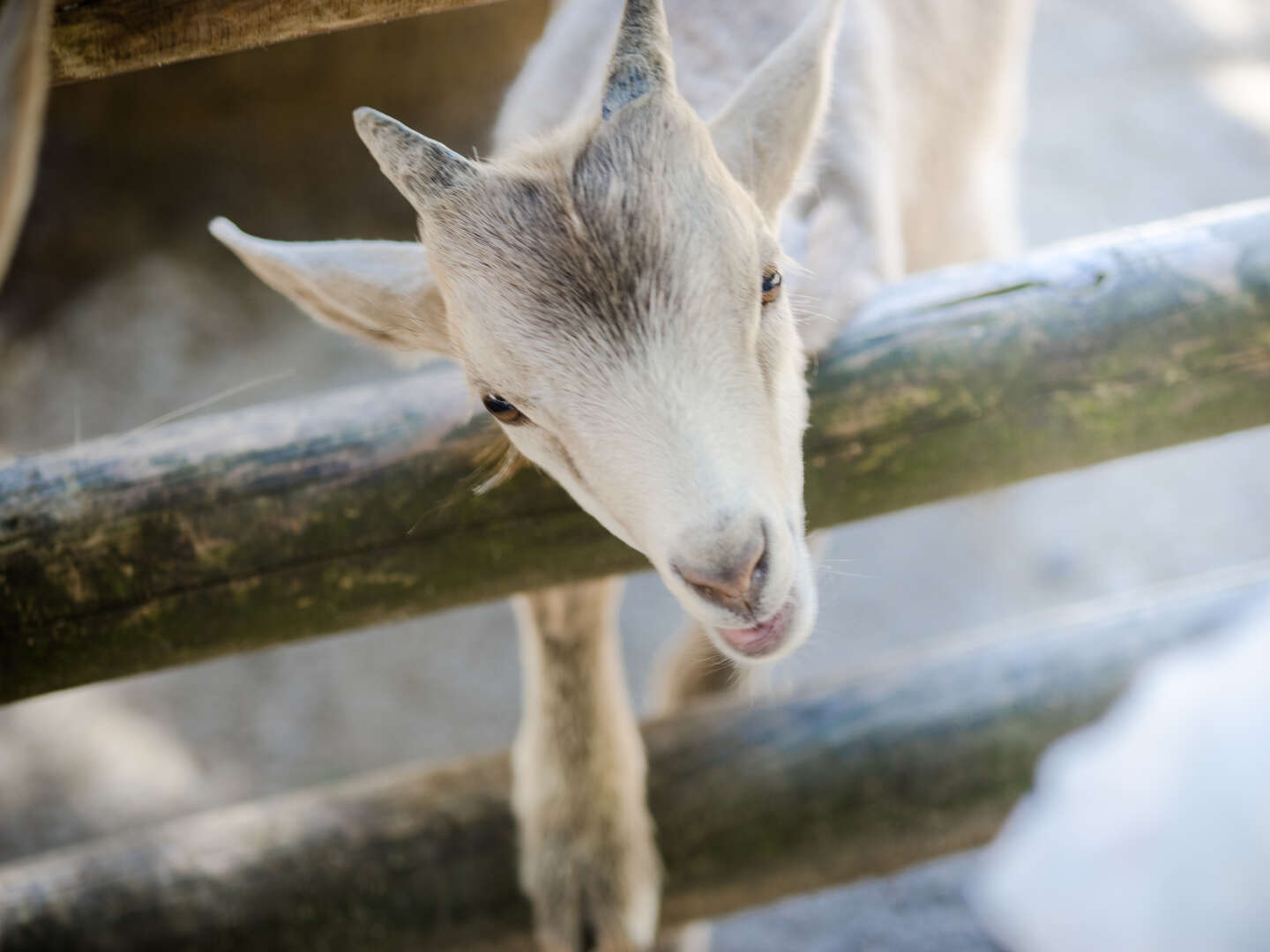 Abersee-Tage inkl. Eintritt in den schönen Bayerwald Tierpark Lohberg 