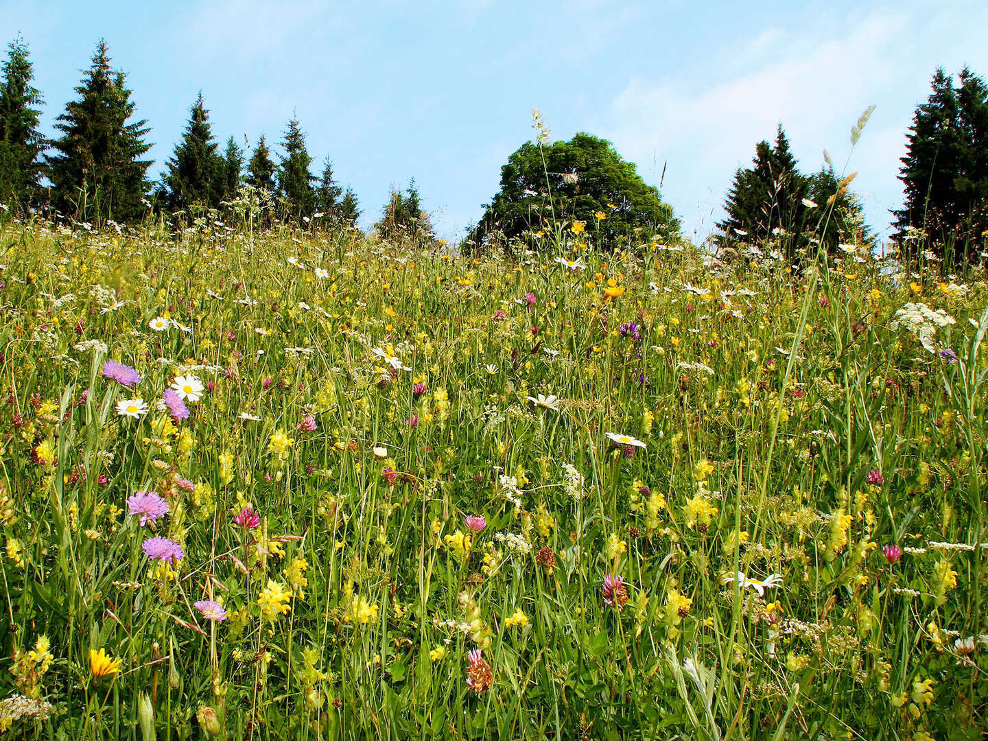 Schlemmer-Romantik-Wochenende mit Glasdorf Weinfurtner