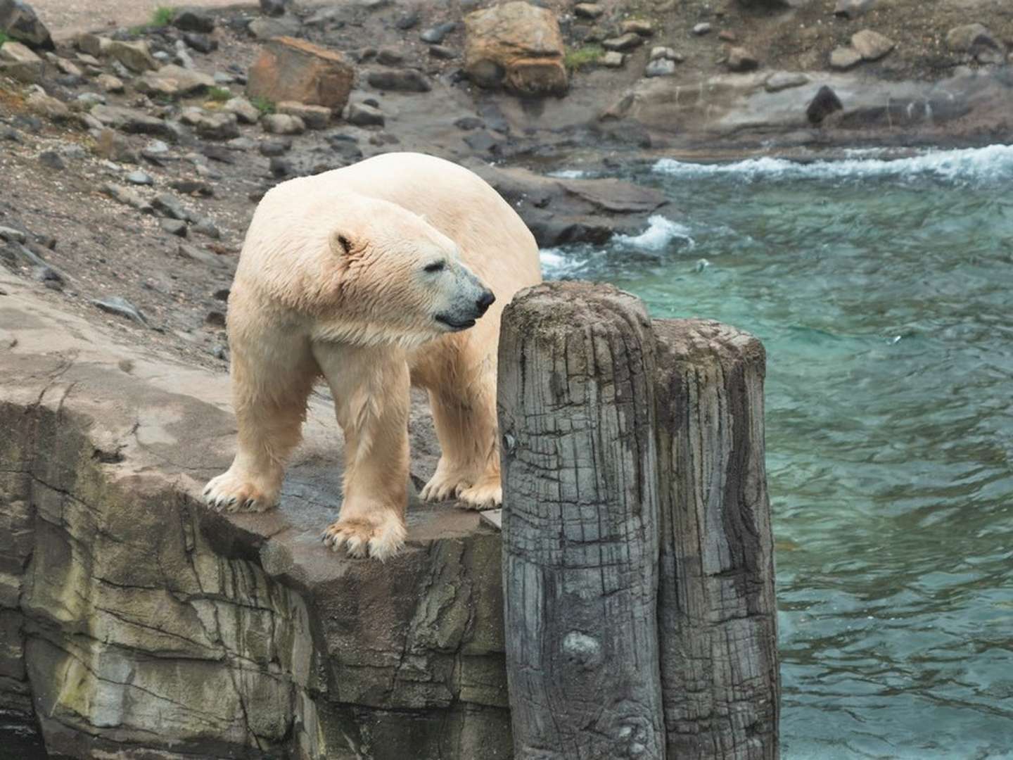 Alpha Zoo Safari - Familienurlaub mit Zoo Hannover - 3 Tage