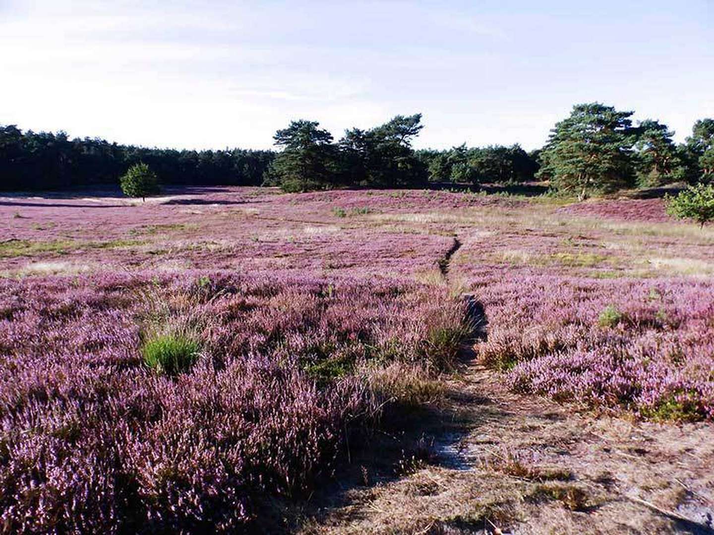 3 Tage Radwandern in der Lüneburger Heide inkl. Tourbegleiter & Lunchpaket