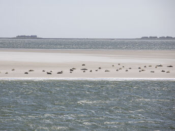 Zauber der Natur - einfach einzigartig auf der Hallig 