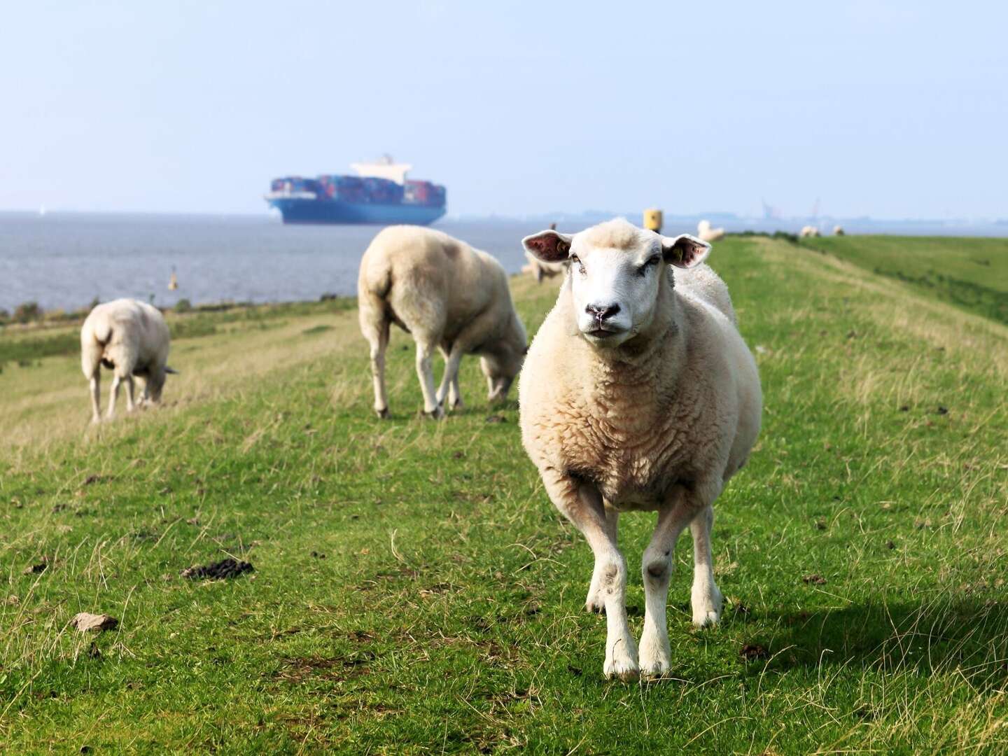 Zeit zu Zweit im Kleinen Hans an der Nordsee inkl. Dinner