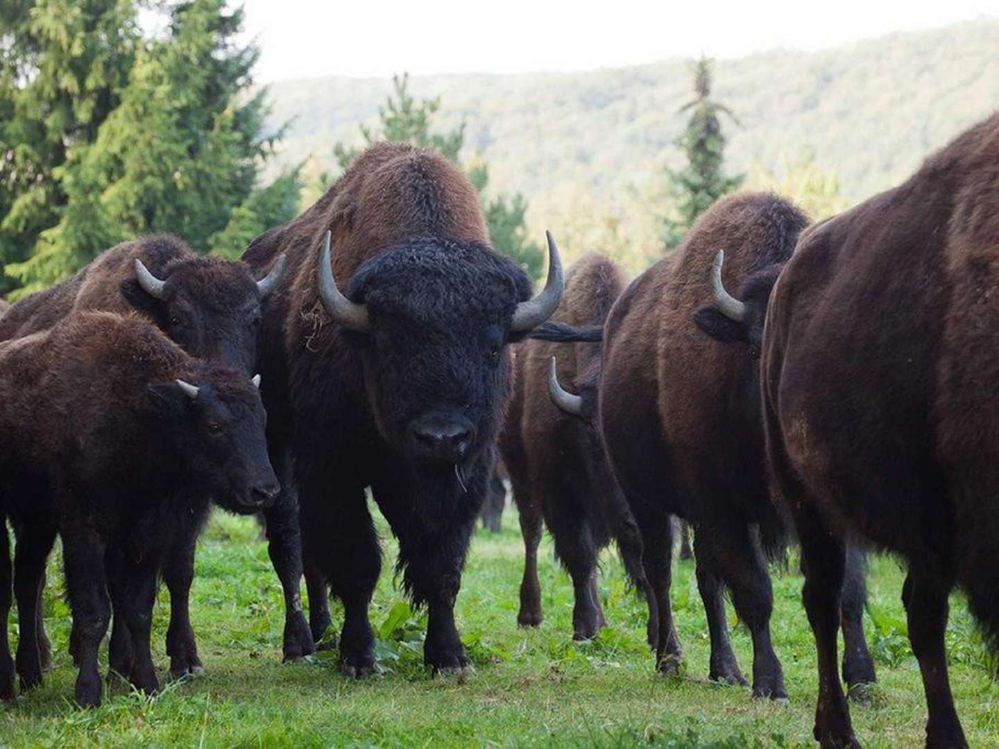 Nordmanns Sommerurlaub im Harz inkl. Halbpension