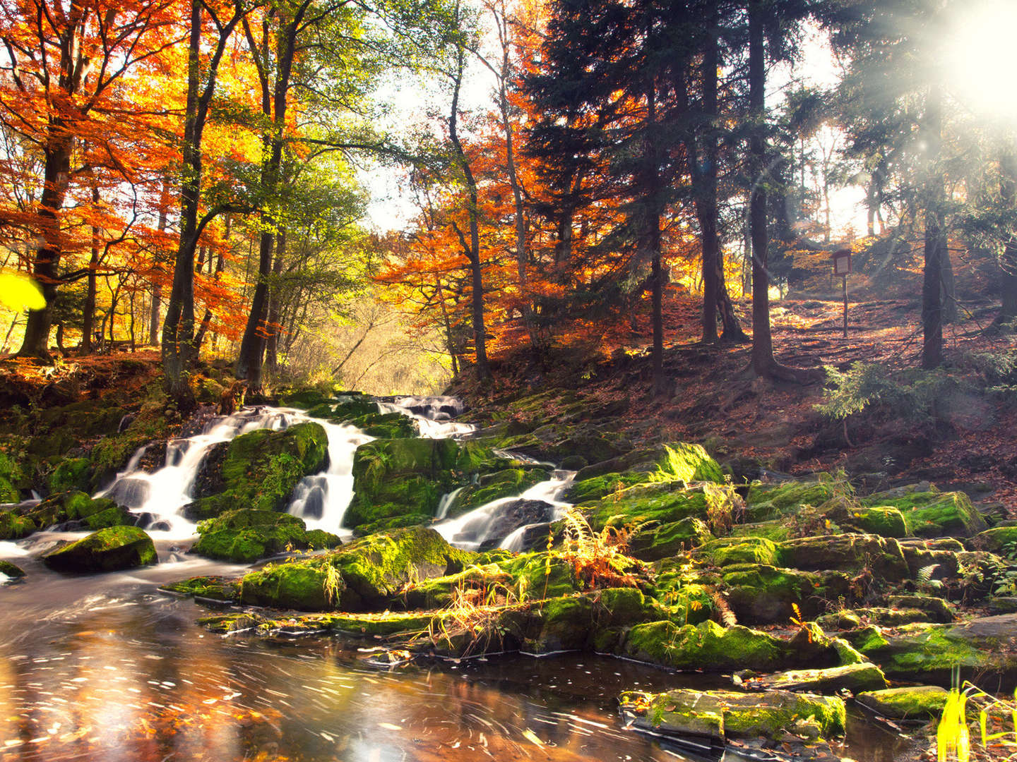 Nordmanns goldener Herbst im Harz inkl. Halbpension