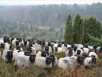 Gourmetträume -  Verwöhn-Auszeit in der Lüneburger Heide