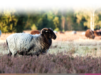 Lüneburger Heide-Wellnessurlaub inkl. Jod-Sole-Therme