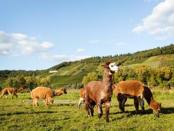 Mosel hautnah inkl. Halbpension | 6 Nächte