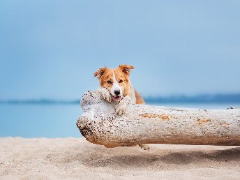 Mit Frauchens Liebling am Ostseestrand - Hundearrangement 